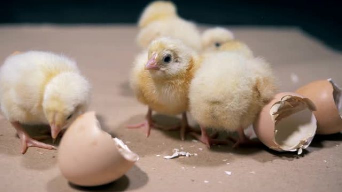 毫无头绪的黄色小鸡在破碎的鸡蛋周围熙熙攘攘