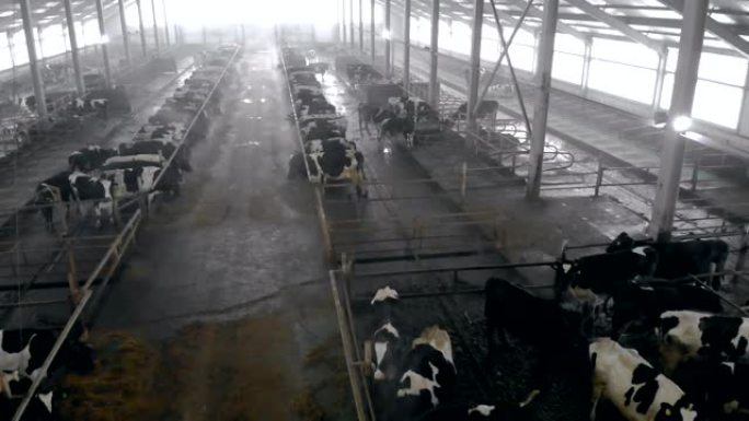 装满奶牛的牛棚的俯视图