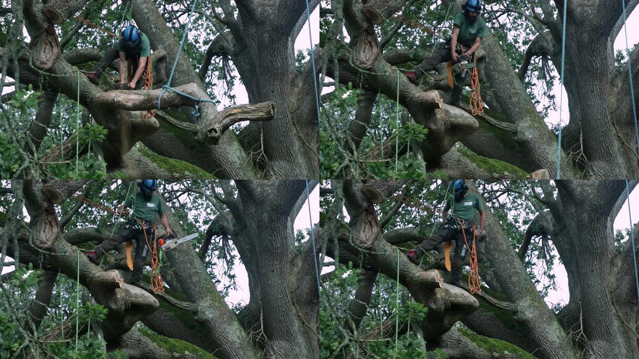 在树上做手术伐木工人安全技能与经验风险控