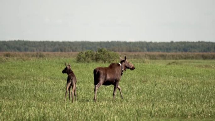在草地上觅食的驼鹿家庭