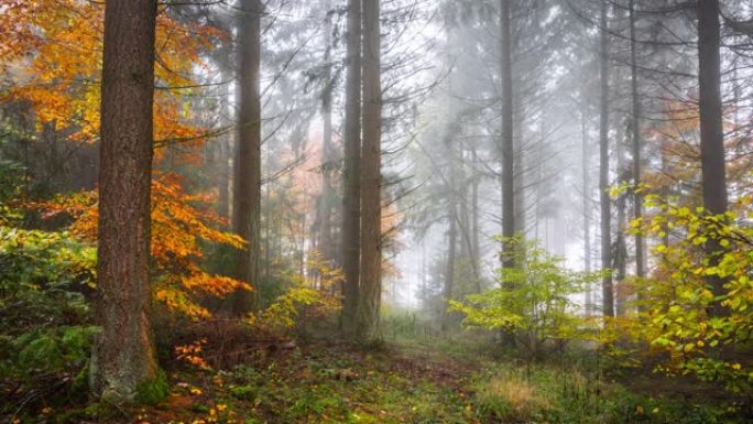 秋天的雾蒙蒙的森林