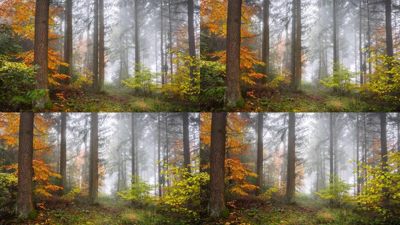 秋天的雾蒙蒙的森林