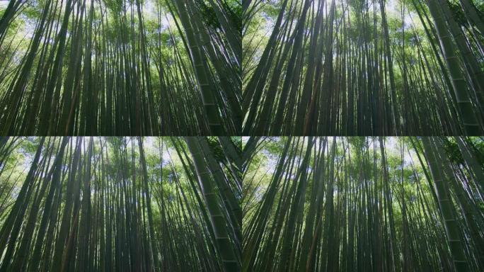风景优美的竹林用作可再生可持续能源和不同类型的生态友好型绿色产品的俯视图