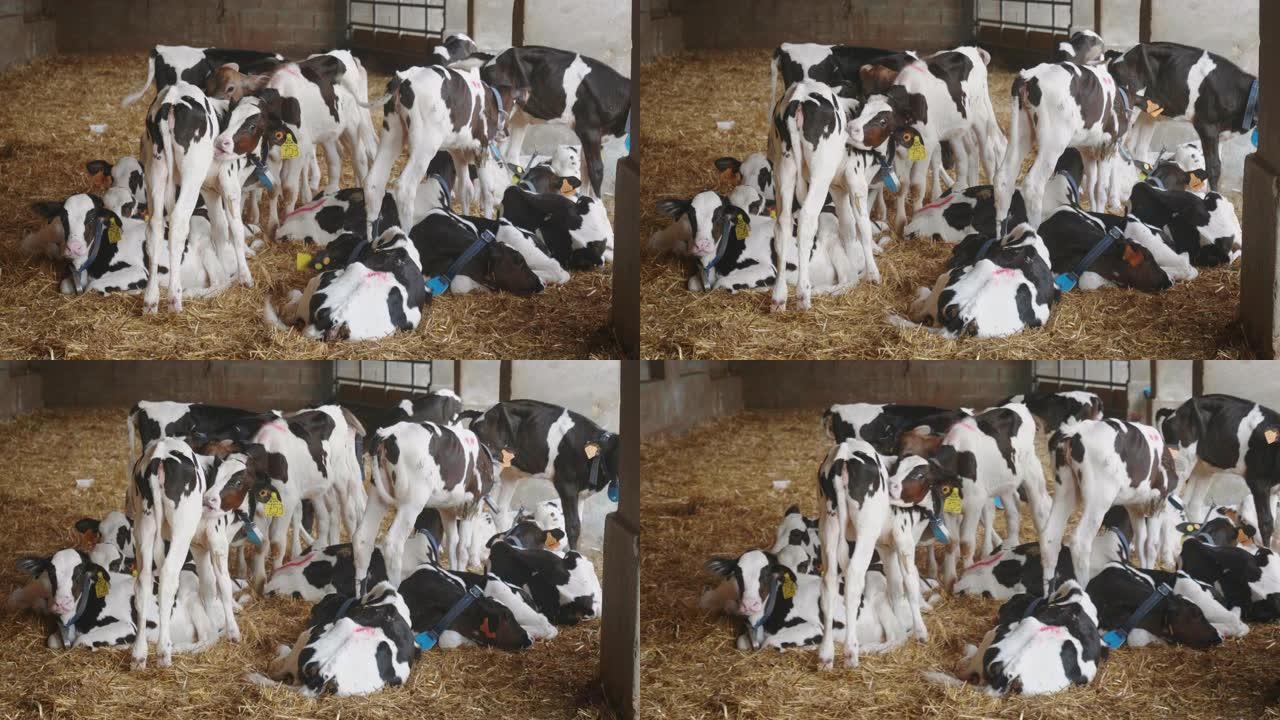 用于生物奶制品行业的生态生长的新生小牛的慢动作躺在农场牛棚的干草上，阳光普照