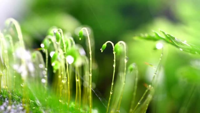 莫斯特写春雨豆芽菜莫斯浇水