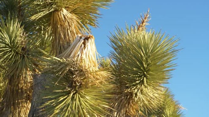 特写: 覆盖丝兰棕榈冠层的锋利针的详细视图