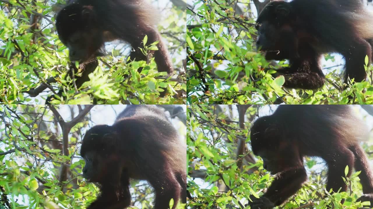 4k野生吼猴在哥斯达黎加雨林中觅食树叶。