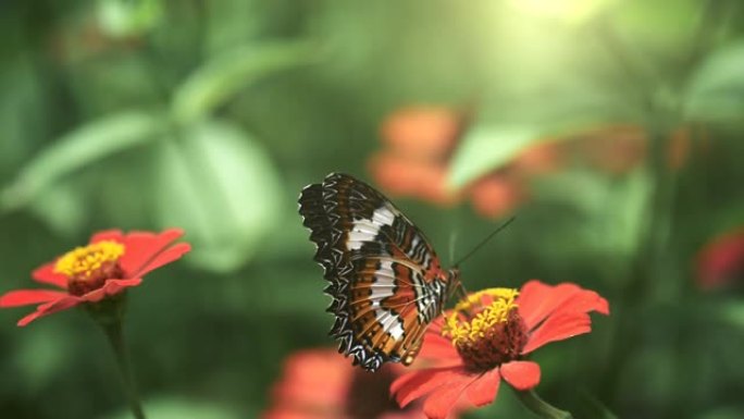 黑色和橙色的蝴蝶在喂食后飞离粉红色的花朵。慢动作镜头