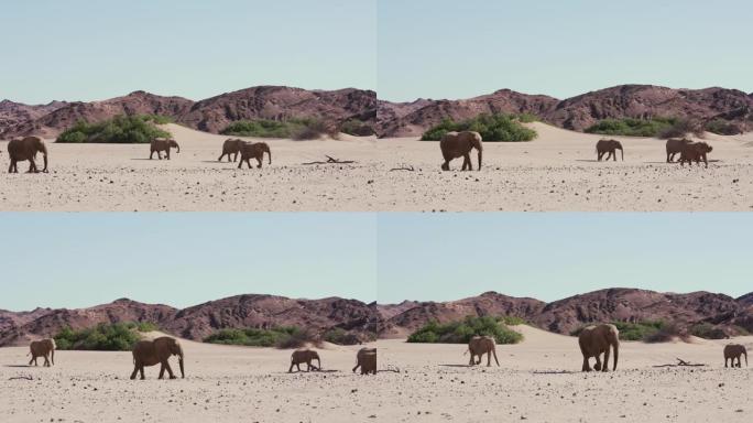 纳米比亚纳米布沙漠Hoanib山谷的一小群沙漠大象在柔软的沙滩上行走的4k视图