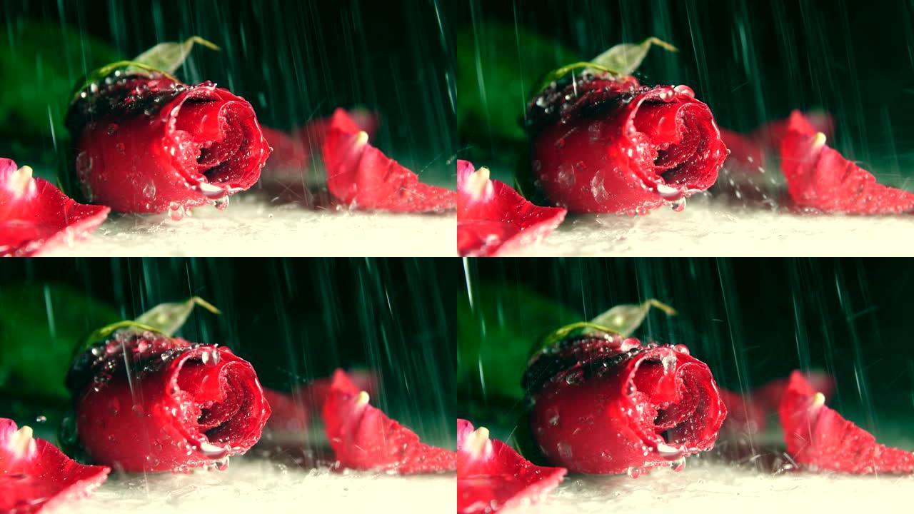 雨中的红玫瑰温馨温暖特写展示红花