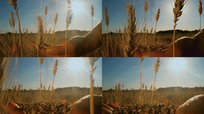 DS农民在田间筛选小麦谷物