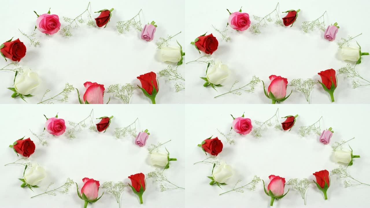 圆形4k白色表面的红色，白色和粉红色玫瑰