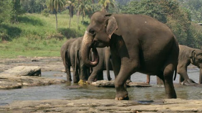 MS大象在水中涉水，斯里兰卡