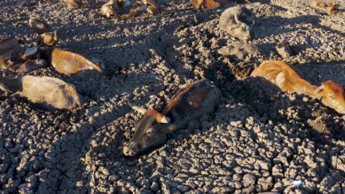 活着的被困奶牛的空中特写镜头。在他们身后，由于干旱和气候变化，博茨瓦纳奥卡万戈三角洲，清道夫鸟类以散