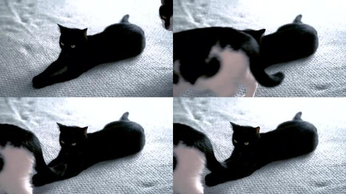 床上可爱的黑猫。其他路过的猫