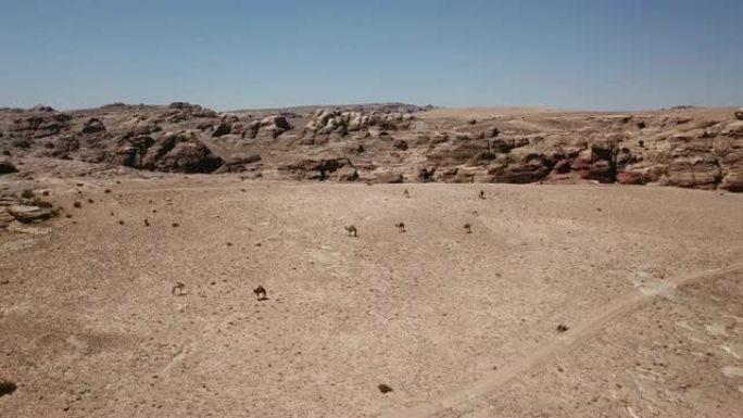 沙漠中骆驼的鸟瞰图