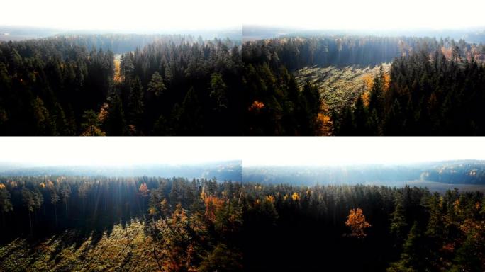 无人机在神秘的阳光明媚的秋天田野和覆盖着日出薄雾的森林斑块上飞行，镜头耀斑全景。