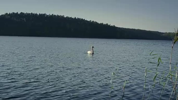 天鹅在湖上漂流。秋季景观