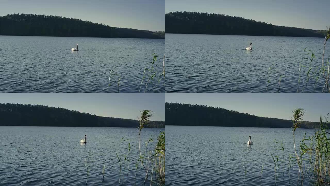 天鹅在湖上漂流。秋季景观