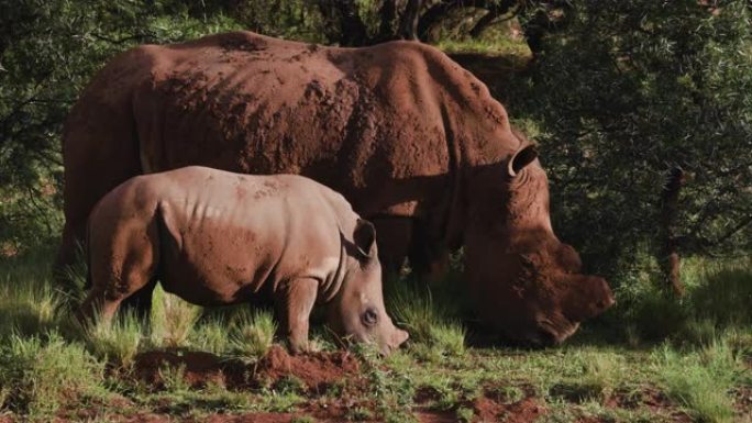 可爱的白犀牛小牛站在妈妈面前放牧的特写镜头