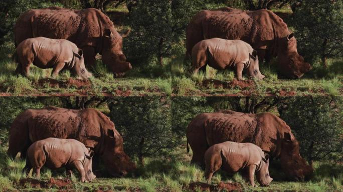 可爱的白犀牛小牛站在妈妈面前放牧的特写镜头