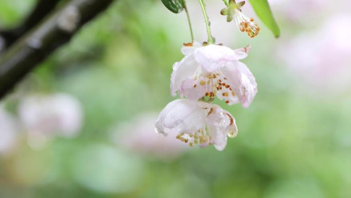 春雨过后的海棠花