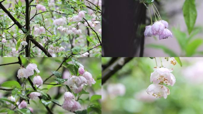 春雨过后的海棠花