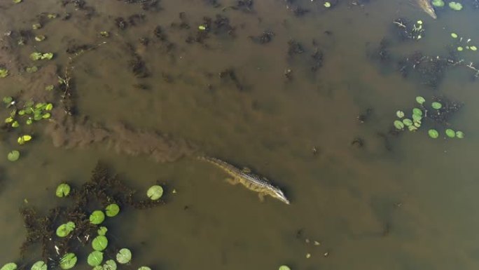津巴布韦河中睡莲中游泳的大鳄鱼的鸟瞰图