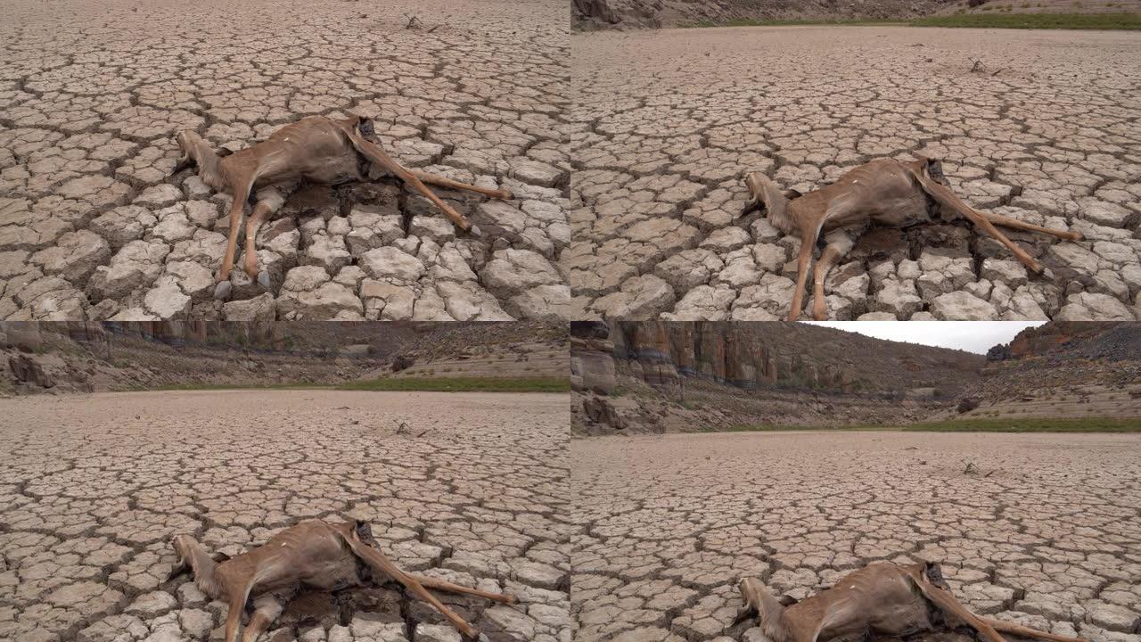 4k特写倾斜视图一只死于口渴的死羚羊，躺在因气候变化和全球变暖造成的干旱而干dried的大坝的破裂泥