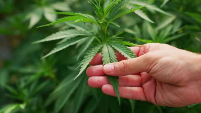 农艺师手的慢动作特写正在检查温室中的大麻植物，用于草药替代药物和cbd石油生产