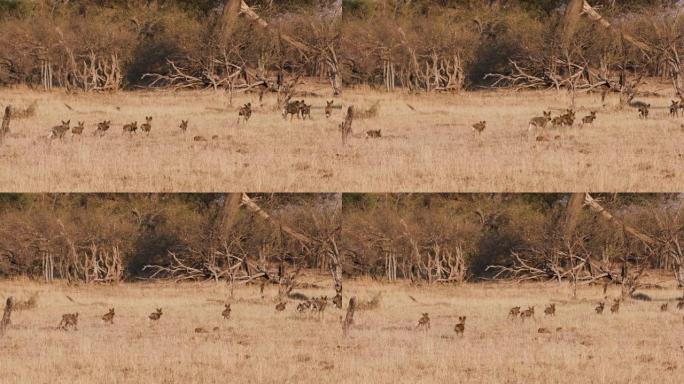 博茨瓦纳奥卡万戈三角洲一大群非洲野狗，幼犬在草丛中奔跑