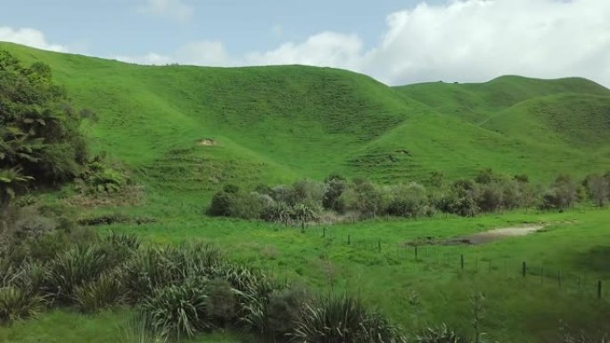 新西兰的绿色山丘山脉绿草治愈