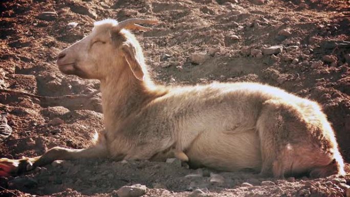 一只白角山羊躺在田里咀嚼。