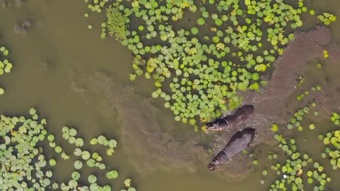 两只河马在睡莲之间的河中行走，然后淹没在津巴布韦的鸟瞰图