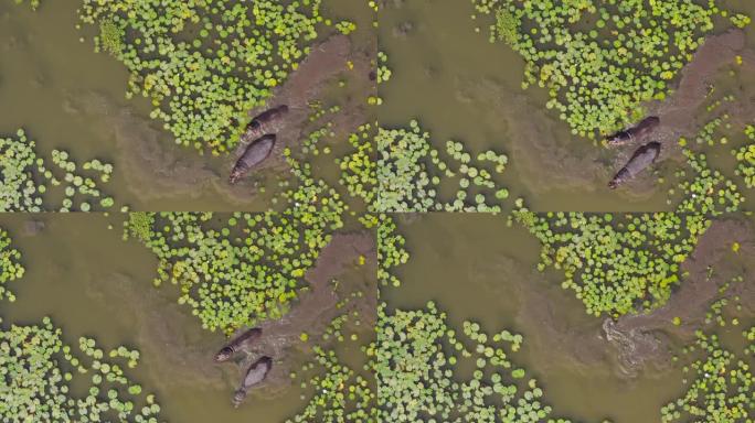 两只河马在睡莲之间的河中行走，然后淹没在津巴布韦的鸟瞰图