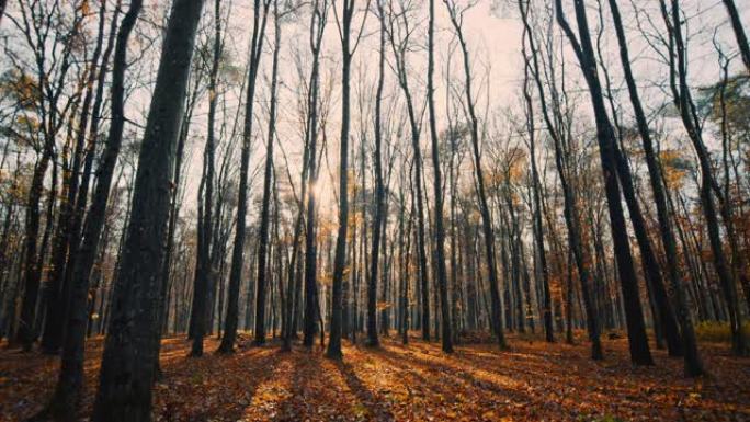 在阳光明媚，宁静的秋天树林中，MS的树木和树叶