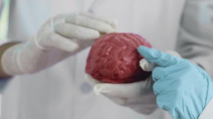 人脑人脑模型大脑