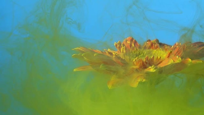 4k慢动作黄色墨水和水中的雏菊花。