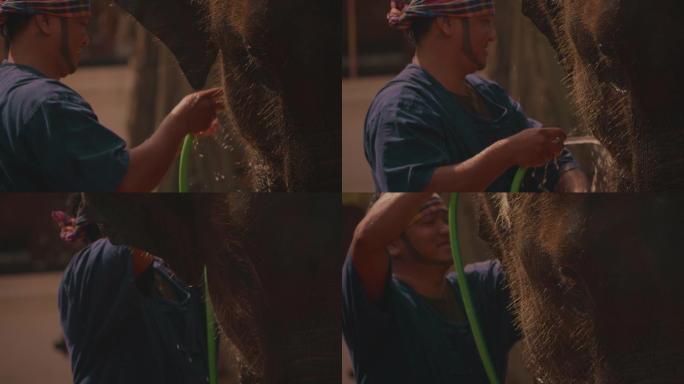 亚洲大象的生命冲洗水管特写