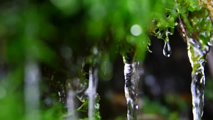 从绿色苔藓流出的特写水