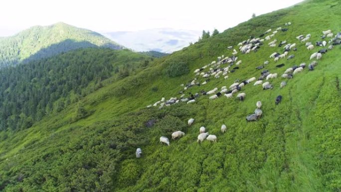 高山景观背景上的羊群上方的飞行