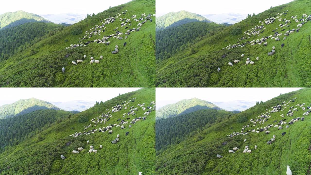 高山景观背景上的羊群上方的飞行