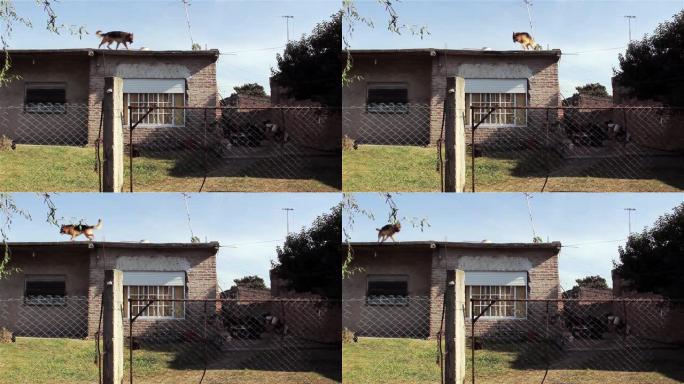 德国牧羊犬在拉丁美洲一所贫穷房屋的屋顶上行走。