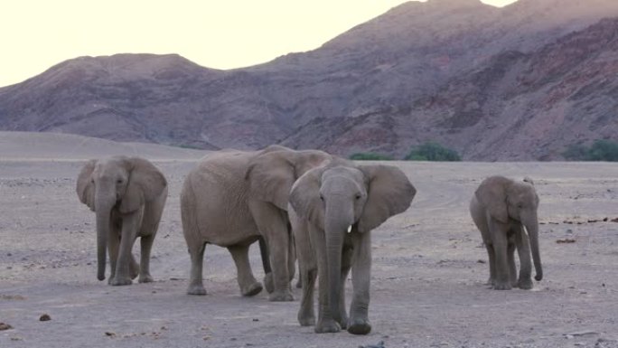 纳米比亚纳米布沙漠的一群沙漠大象在Hoanib山谷行走的4k视图，一个人走到相机前