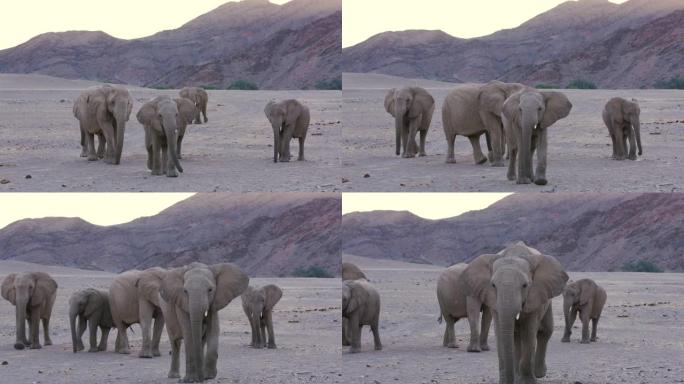 纳米比亚纳米布沙漠的一群沙漠大象在Hoanib山谷行走的4k视图，一个人走到相机前