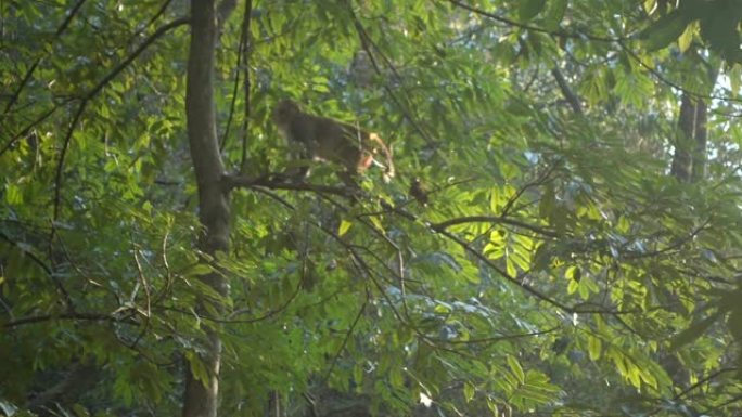 大自然中的猴子猴子树上野生猴子