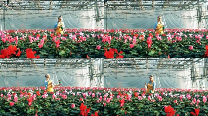 花店检查在现代温室中工作的花盆中的仙客来。
