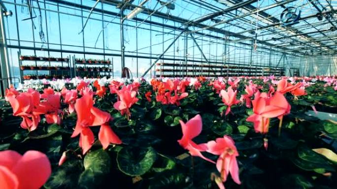 有很多花的工业温室。一个大温室，有红色和白色的仙客来，生长在花盆中。