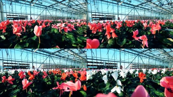 有很多花的工业温室。一个大温室，有红色和白色的仙客来，生长在花盆中。