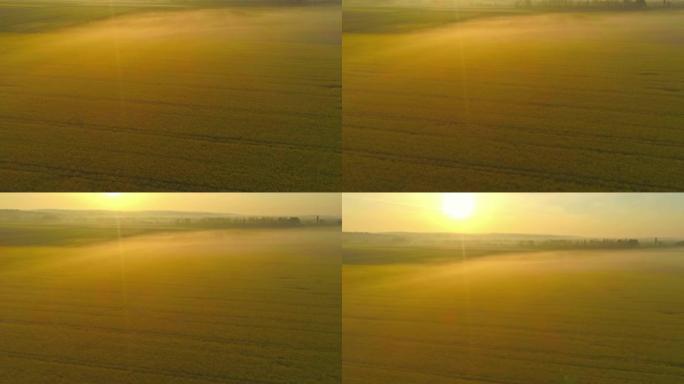 斯洛文尼亚日出时，WS充满活力，田园诗般的黄色菜籽油田